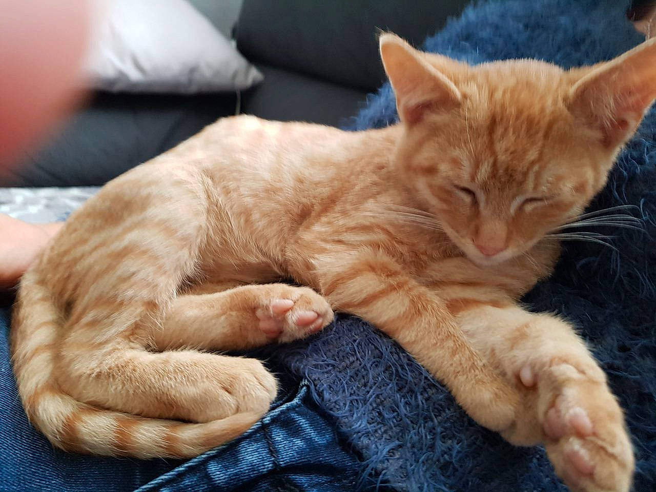 Pepito participe au concours pour gagner de l'argent avec cette photo : carnivore, cat, claw, comfort, domestic_short_haired_cat, eye, fawn, felidae, foot, fur, nap, paw, sitting, small_to_medium_sized_cats, snout, tail, terrestrial_animal, vertebrate, whiskers