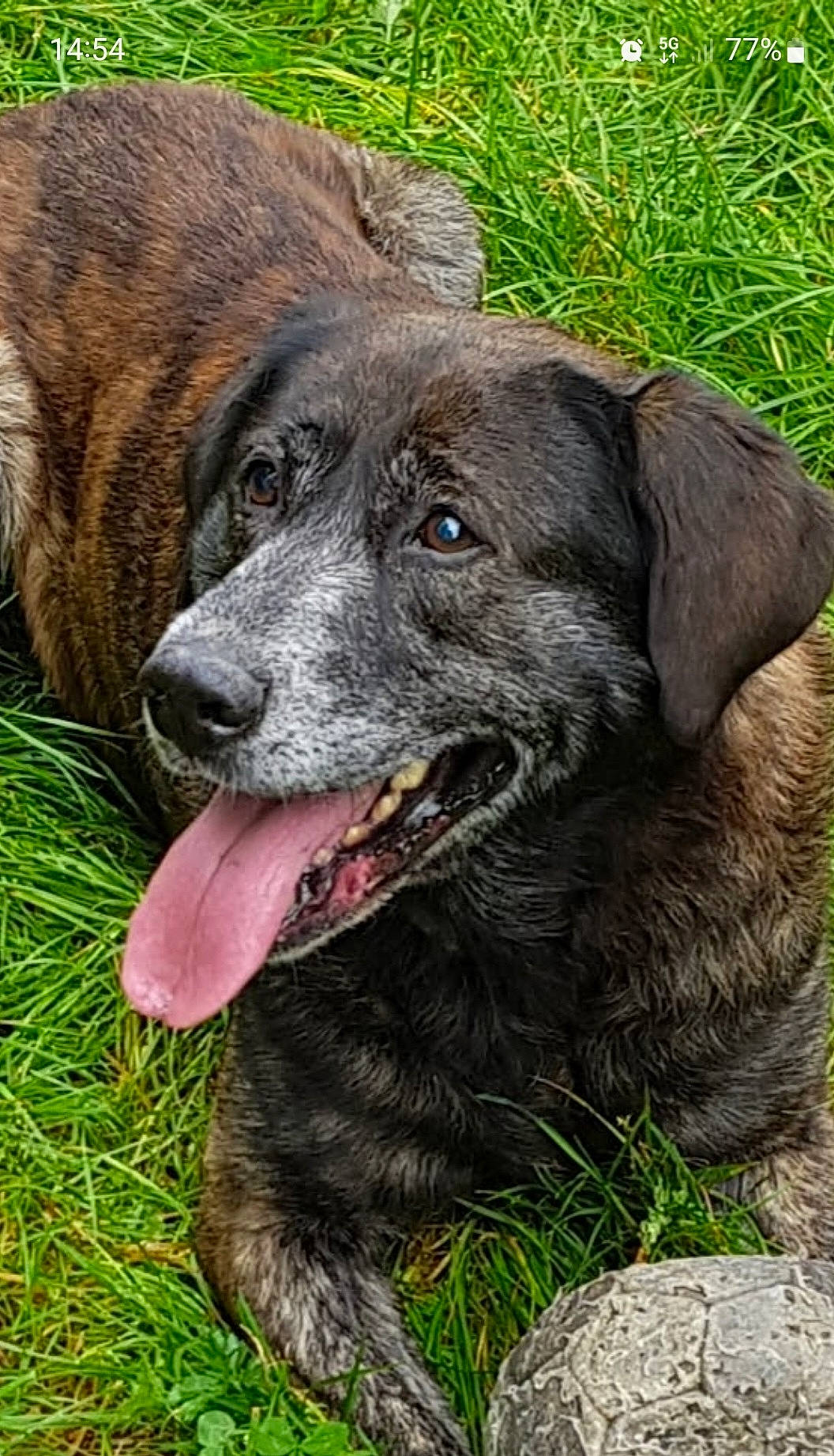 Daffy participe au concours pour gagner de l'argent avec cette photo : borador, canidae, carnivore, collar, companion_dog, dog, dog_breed, dog_collar, fur, grass, gun_dog, hunting_dog, labrador_retriever, plant, snout, sporting_group, terrestrial_animal, working_animal, working_dog