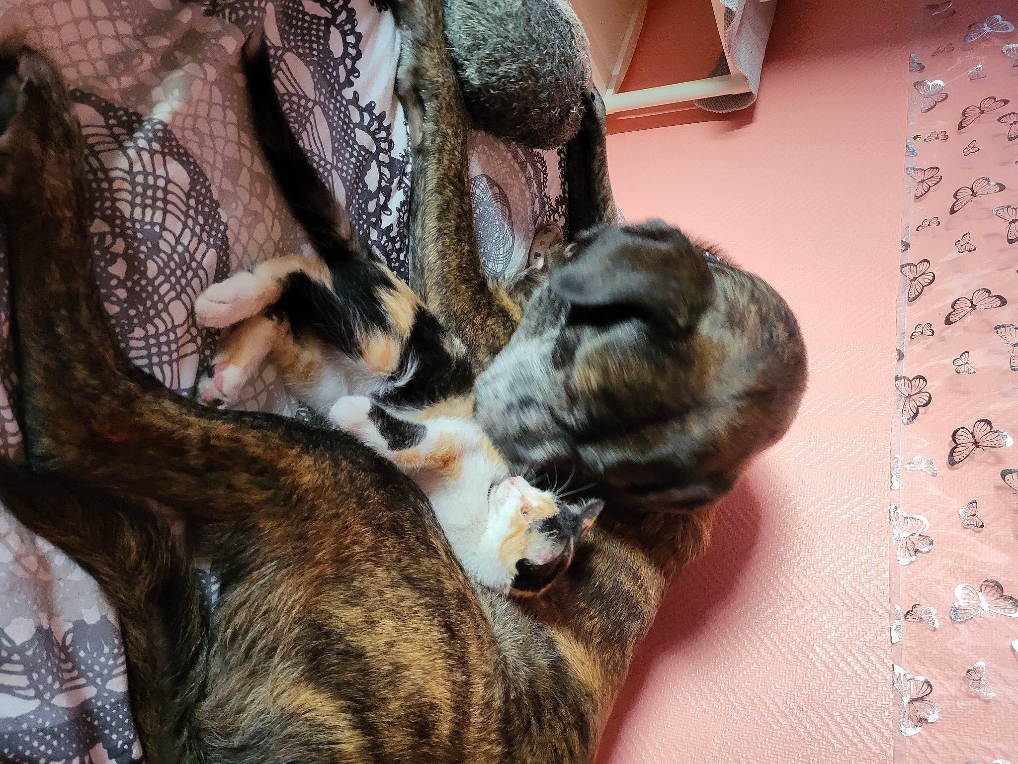 Daffy a rejoint le concours — aidez-le/la à gagner de superbes lots ! carnivore, cat, claw, comfort, dog_breed, domestic_rabbit, domestic_short_haired_cat, fawn, felidae, fur, nap, paw, rabbits_and_hares, small_to_medium_sized_cats, snout, tail, terrestrial_animal, whiskers, wildlife, wood