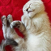 Voyou a rejoint le concours — aidez-le/la à gagner de superbes lots ! abyssinian, angora, animal, blanket, cat, claw, couch, electronics, furniture, hardware, hook, kitten, manx, person, pet, siamese, sleeping