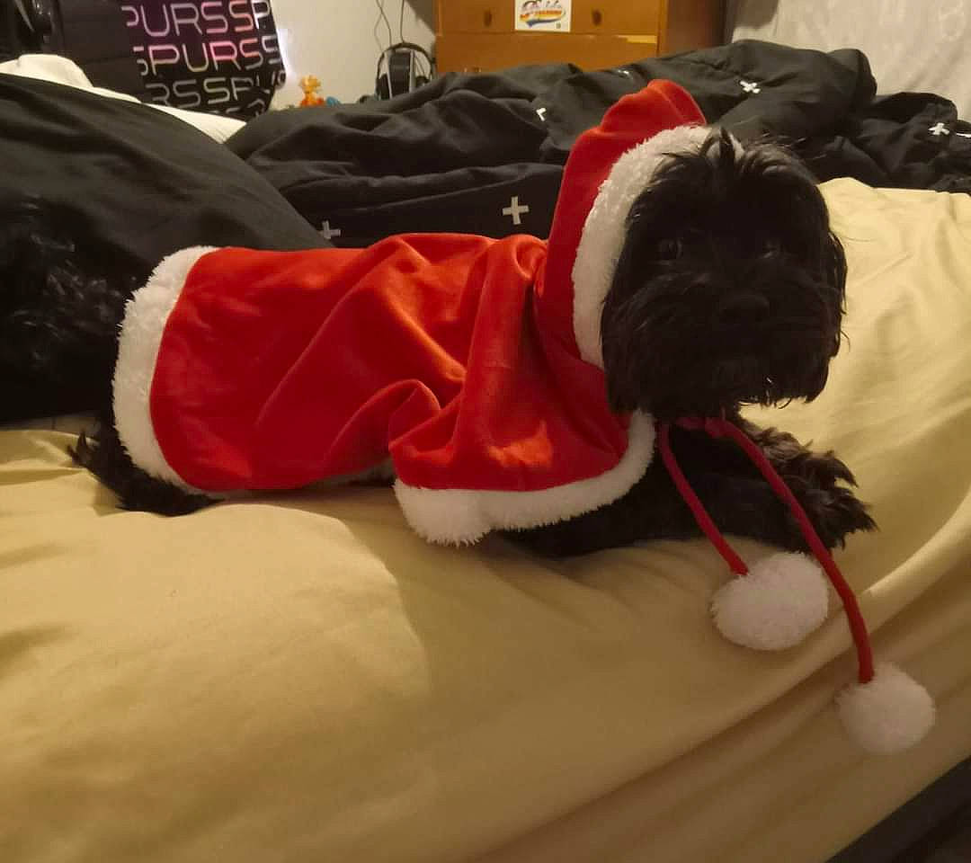 Bella joined the competition — help win amazing prizes! canidae, carmine, carnivore, collar, comfort, companion_dog, dog, dog_breed, dog_clothes, dog_collar, dog_supply, fawn, fur, linens, pet_supply, snout, sporting_group, sportswear, toy_dog, working_animal