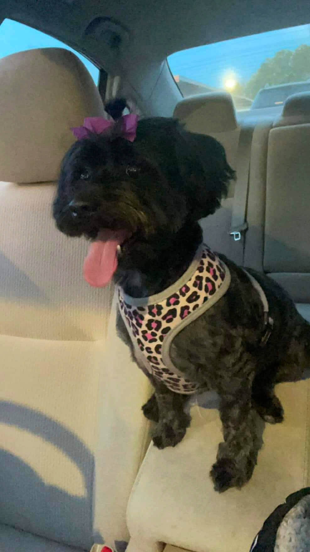 Bella joined the competition — help win amazing prizes! canidae, car_seat, car_seat_cover, carnivore, collar, companion_dog, dog, dog_breed, dog_collar, dog_supply, fawn, fur, liver, pet_supply, snout, sporting_group, terrier, toy_dog, water_dog, working_animal