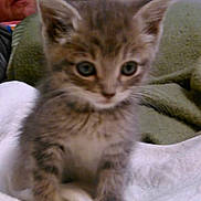 Little Bit is registered to the contest to win money with this photo: animal, blanket, blurred, cat, closeup, cute, ears, eyes, fabric, fur, furry, green, indoor, kitten, person, pet, small, soft, whiskers, young