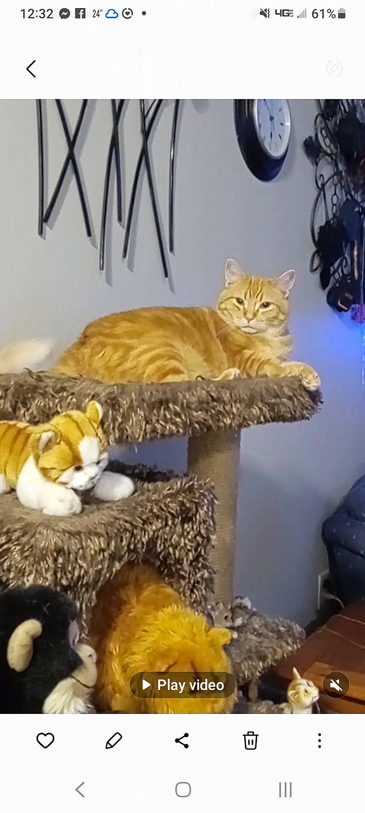 Bud is registered to the contest to win money with this photo: bag, carnivore, cat, cat_supply, comfort, fawn, felidae, font, fur, hat, pet_supply, photo_caption, room, small_to_medium_sized_cats, tail, terrestrial_animal, toy, whiskers, wood, yellow