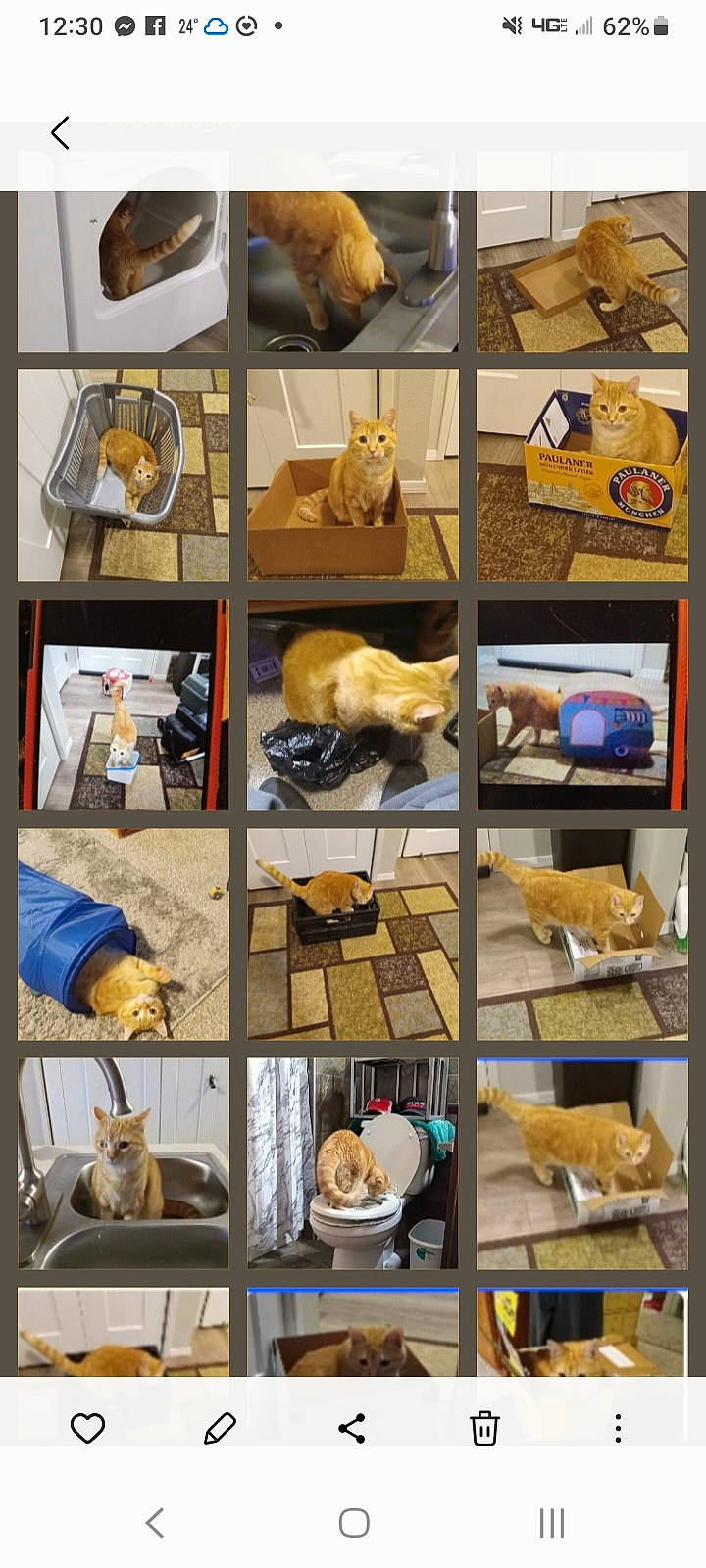 Bud joined the competition — help win amazing prizes! art, carnivore, cat, collage, collection, fawn, felidae, fur, hat, linens, mammal, photography, room, small_to_medium_sized_cats, snapshot, textile, vertebrate, visual_arts, wood, yellow