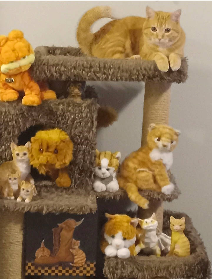 Bud joined the competition — help win amazing prizes! art, brown, carnivore, cat, creative_arts, fawn, felidae, fur, mammal, plush, room, shelf, small_to_medium_sized_cats, stuffed_toy, tail, textile, toy, vertebrate, whiskers, yellow