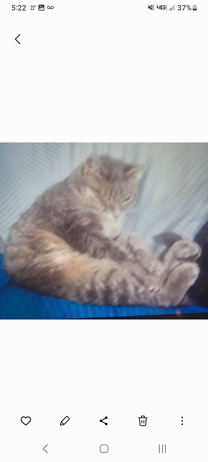 Little Bit joined the competition — help win amazing prizes! carnivore, cat, comfort, electric_blue, felidae, fur, paw, photo_caption, sleeve, small_to_medium_sized_cats, tail, whiskers