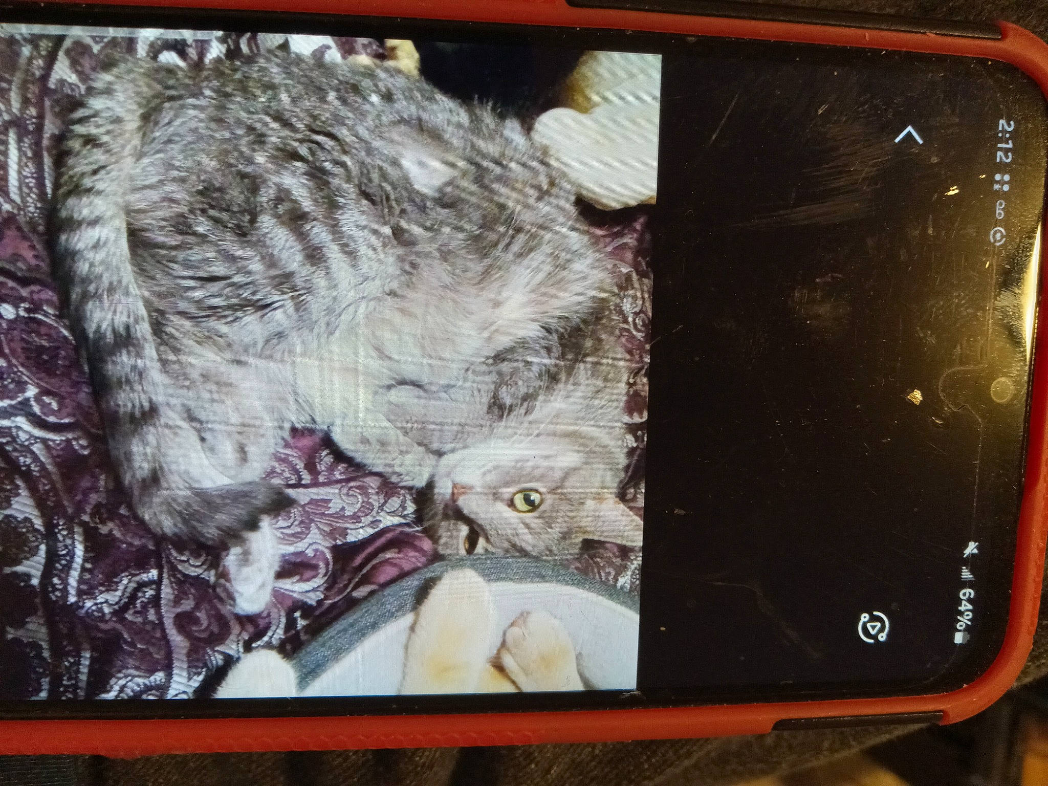 Little Bit is registered to the contest to win money with this photo: art, big_cats, box, carnivore, cat, communication_device, display_device, domestic_short_haired_cat, felidae, fur, gadget, multimedia, painting, portable_communications_device, small_to_medium_sized_cats, tablet_computer, tail, visual_arts, wallet, whiskers