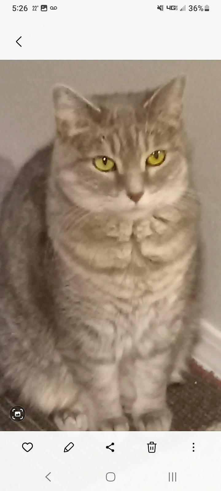 Little Bit joined the competition — help win amazing prizes! carnivore, cat, domestic_short_haired_cat, event, eye, felidae, fur, small_to_medium_sized_cats, snout, terrestrial_animal, whiskers