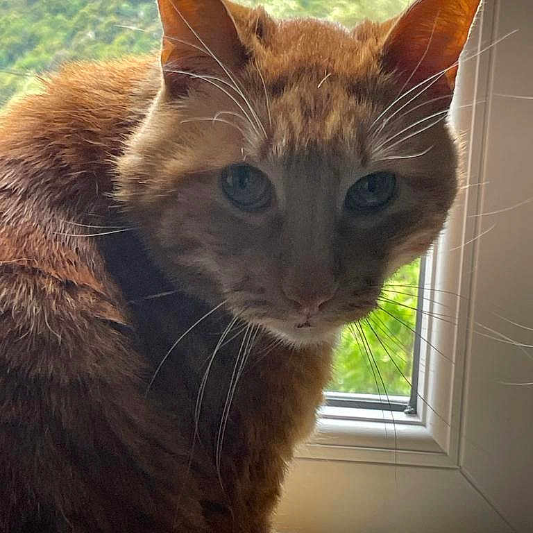 Simba participe au concours pour gagner de l'argent avec cette photo : abyssinian, angora, animal, architecture, building, cat, face, hardwood, head, kitten, manx, outdoors, person, pet, photography, portrait, stainedwood, window, windowsill, wood