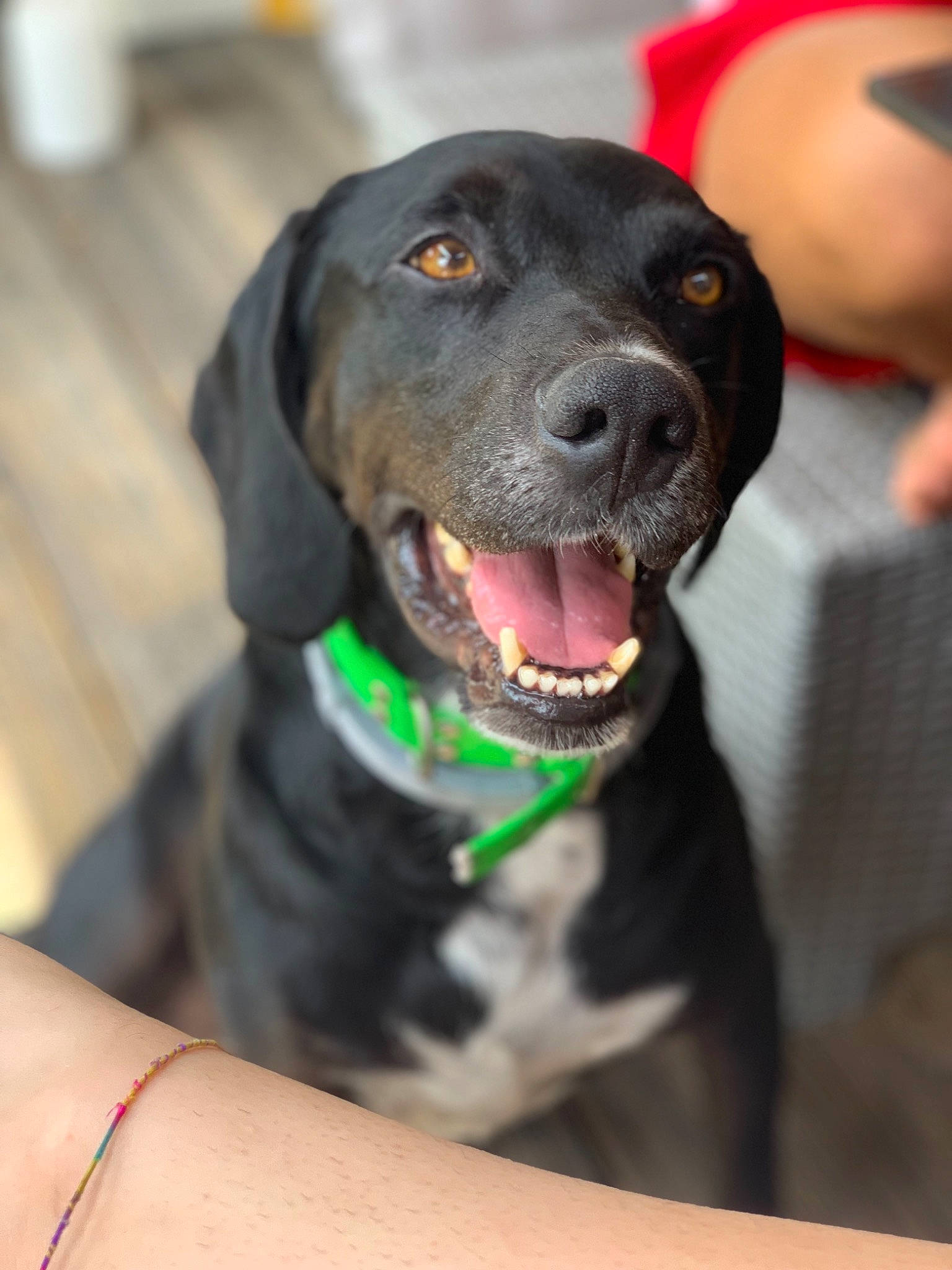 Jacob a rejoint le concours — aidez-le/la à gagner de superbes lots ! beagador, canidae, carnivore, dog, dog_breed, dog_collar, fawn, hunting_dog, labrador_retriever, mammal, pointer, rare_breed_dog, snout, sporting_group, vertebrate