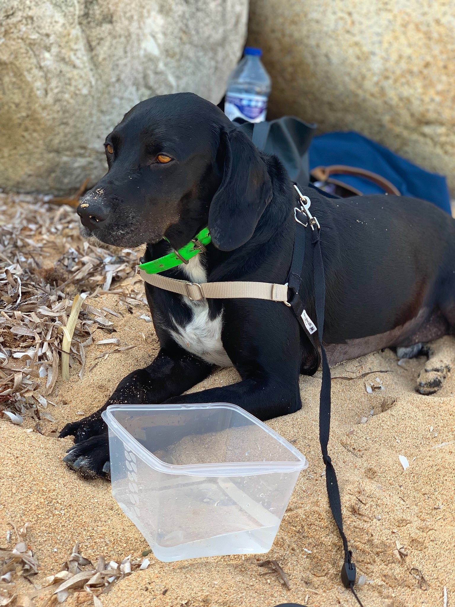 Jacob a rejoint le concours — aidez-le/la à gagner de superbes lots ! canidae, carnivore, dog, dog_breed, hunting_dog, leash, pointer, rare_breed_dog, snout, sporting_group