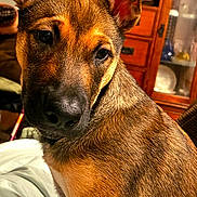 Laska is registered to the contest to win money with this photo: dog, pet, close_up, ears, brown_fur, bed, blanket, indoor, cabinet, wooden_furniture, cozy, animal, canine, portrait, looking_away, fur_texture, domestic, cute, companion, home