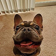 Rosie joined the competition — help win amazing prizes! dog, french_bulldog, pet, canine, smiling, tongue_out, indoor, carpet, close_up, cute, happy, ears_up, animal, face, companion, friendly, domestic, vertical_blinds, floor, mouth_open