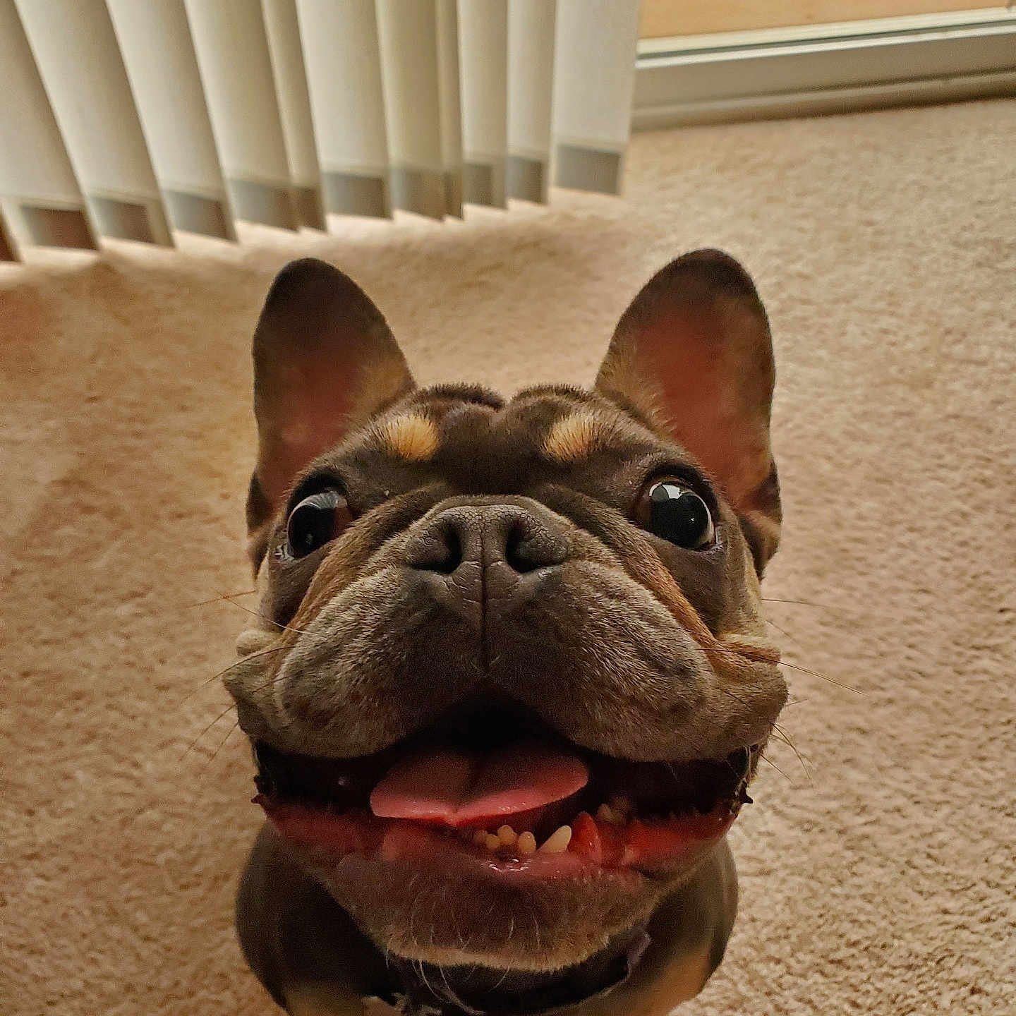 Rosie joined the competition — help win amazing prizes! dog, french_bulldog, pet, canine, smiling, tongue_out, indoor, carpet, close_up, cute, happy, ears_up, animal, face, companion, friendly, domestic, vertical_blinds, floor, mouth_open