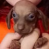 puppy, dog, brown, close_up, blurry, hand, pet, cute, animal, young, small, indoor, furry, face, ears, being_held, soft_colors, orange, red, portrait