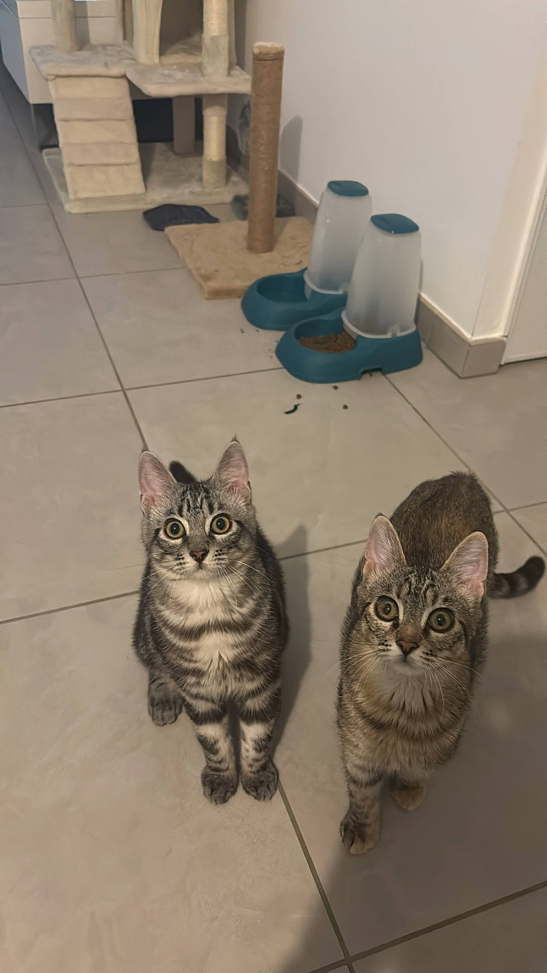 éros Et Espoire a rejoint le concours — aidez-le/la à gagner de superbes lots ! abyssinian, animal, architecture, building, cat, cookware, diningtable, furniture, hardwood, indoors, kitten, livingroom, manx, pet, plywood, pot, pottery, room, table, wood