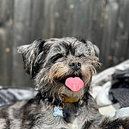 Molly Ringwald is registered to the contest to win money with this photo: animal, blurred_background, canine, close_up, collar, cute, daytime, dog, fence, furry, gray_fur, happy, outdoor, pet, portrait, relaxed, summer, sunlight, tag, tongue