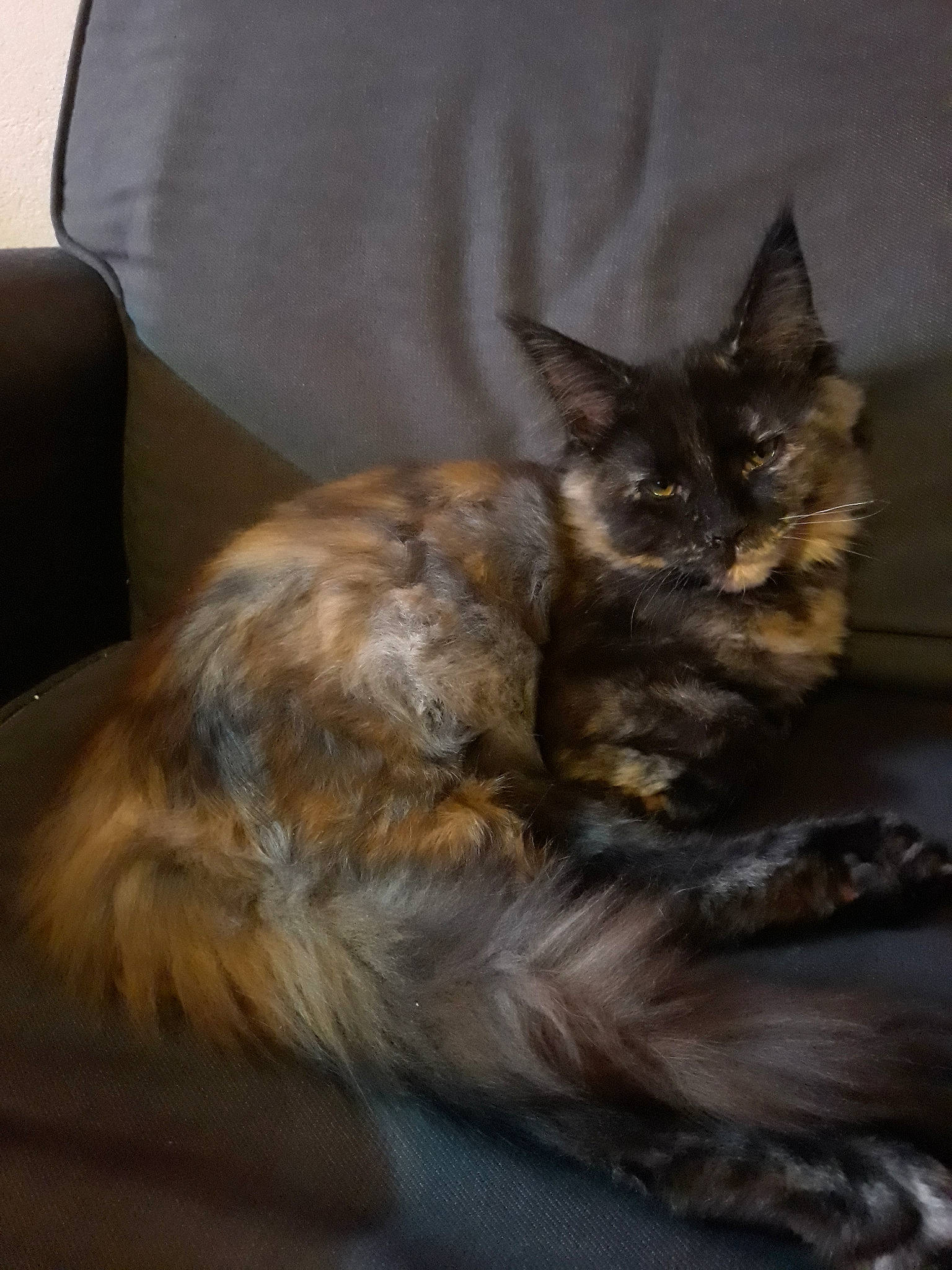 Prophetie a rejoint le concours — aidez-le/la à gagner de superbes lots ! asian, carnivore, cat, domestic_long_haired_cat, fawn, felidae, fur, kitten, maine_coon, mammal, norwegian_forest_cat, small_to_medium_sized_cats, tail, vertebrate, whiskers