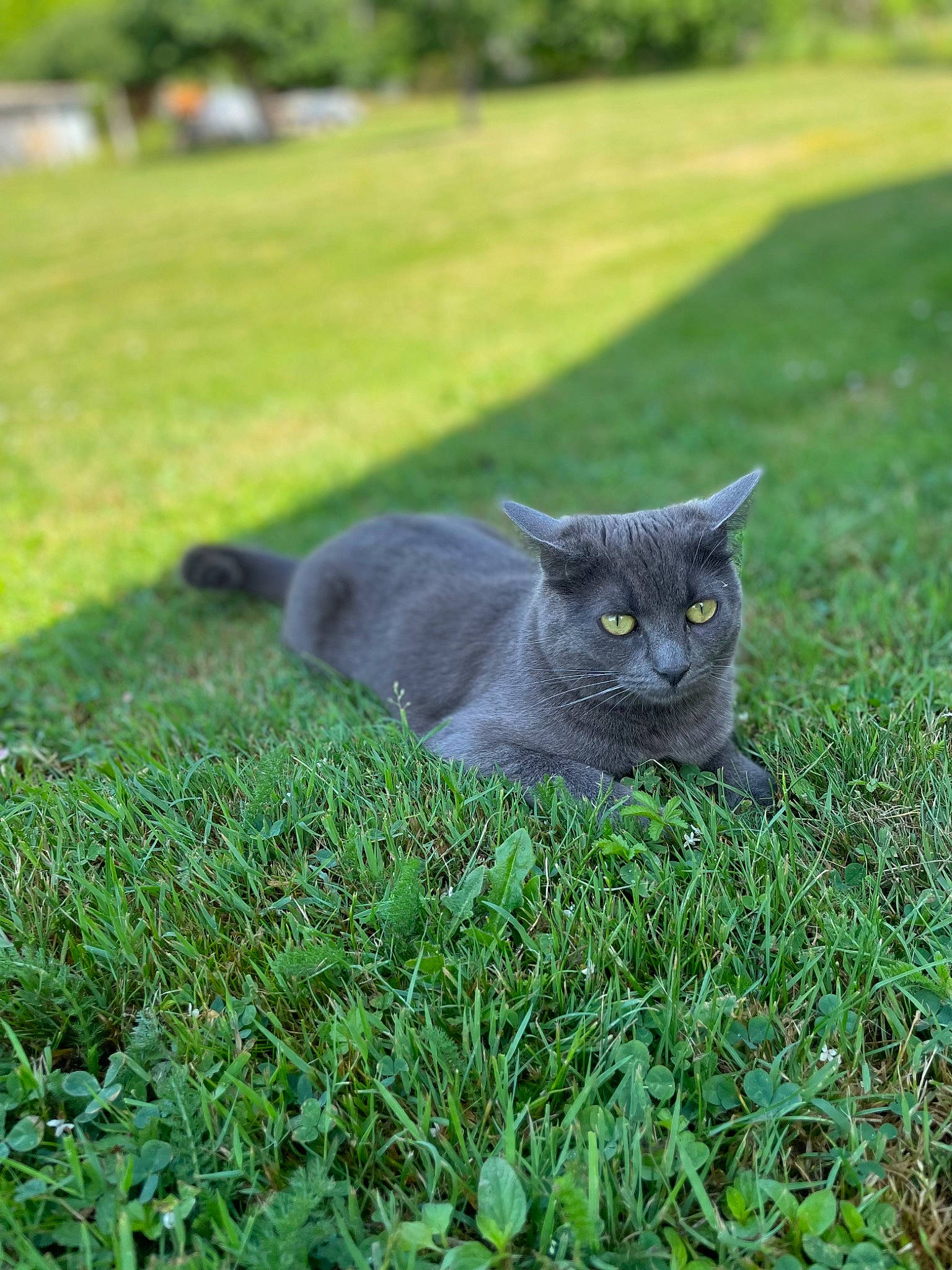 Misty participe au concours pour gagner de l'argent avec cette photo : black_cat, bombay, carnivore, cat, domestic_short_haired_cat, eye, felidae, fur, grass, grass_family, grassland, grey, groundcover, lawn, plant, small_to_medium_sized_cats, tail, terrestrial_animal, tree, whiskers
