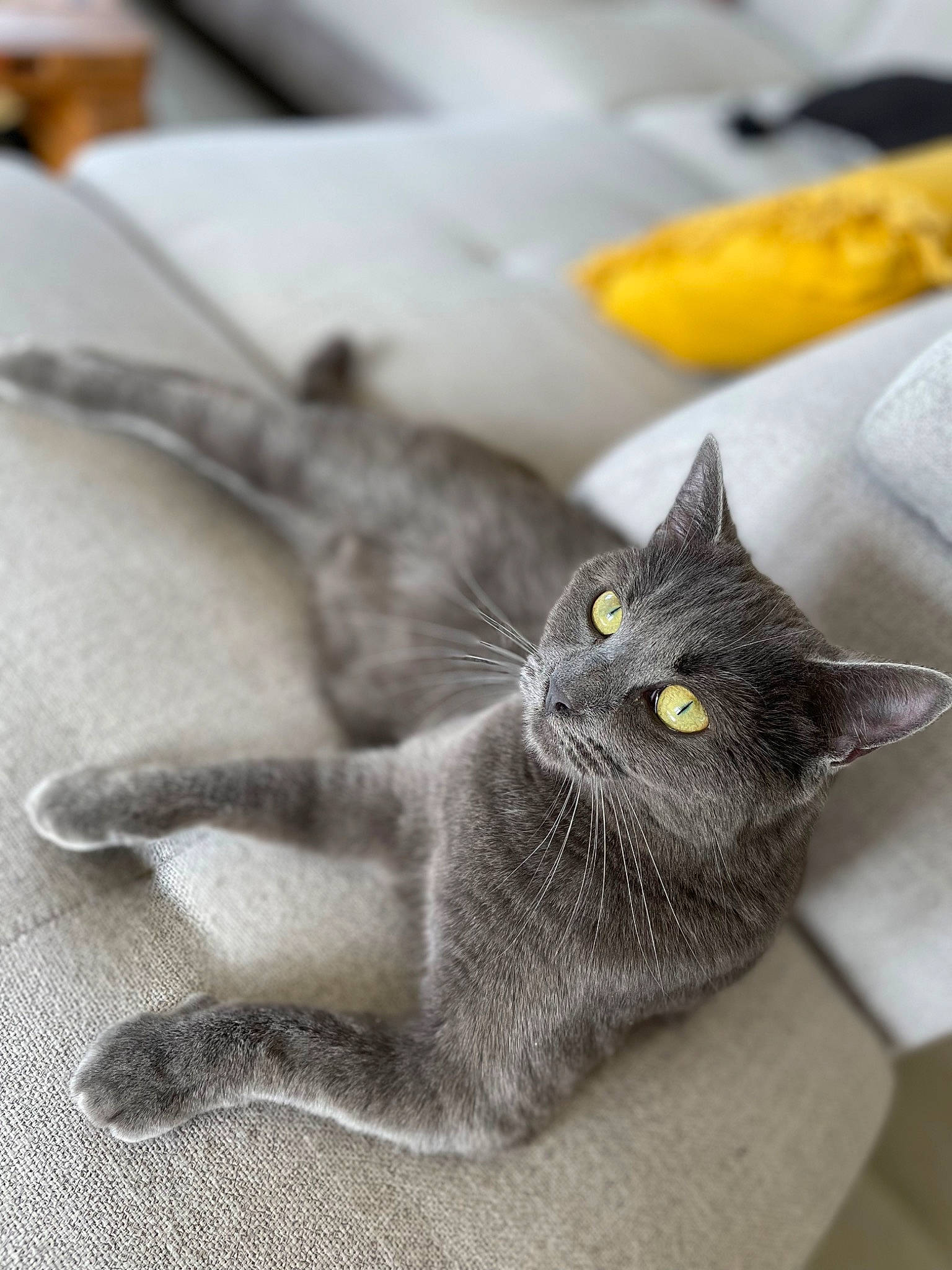 Misty a rejoint le concours — aidez-le/la à gagner de superbes lots ! black_cat, carnivore, cat, claw, domestic_short_haired_cat, felidae, fur, grey, paw, russian_blue, small_to_medium_sized_cats, terrestrial_animal, whiskers