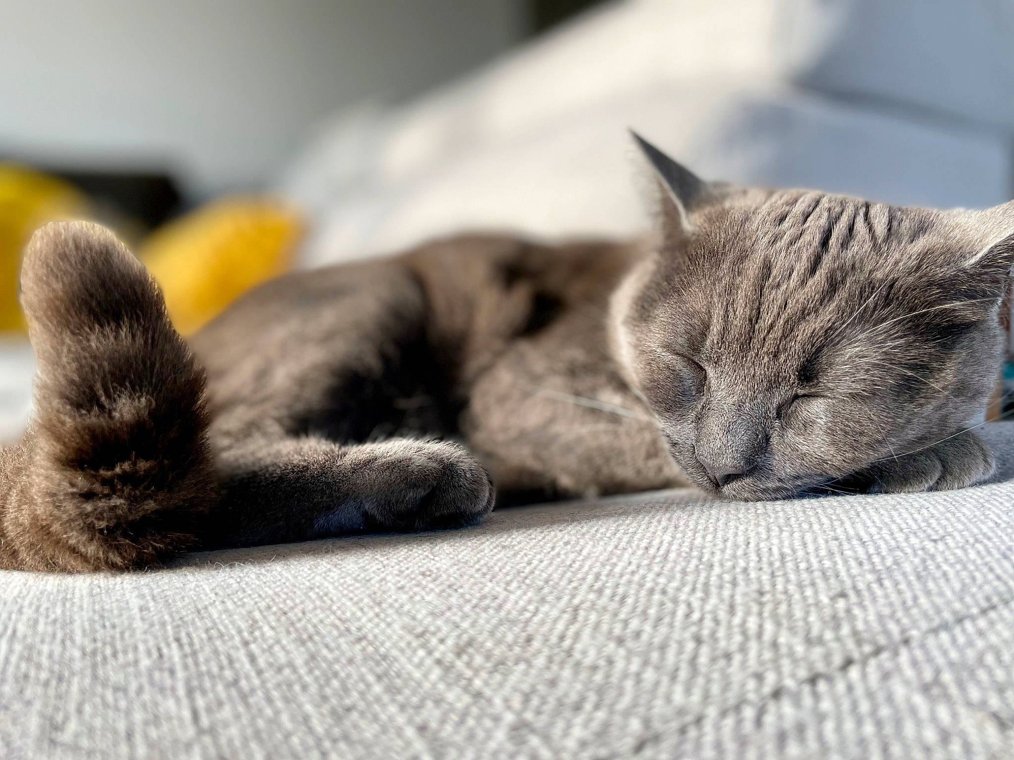 Misty participe au concours pour gagner de l'argent avec cette photo : carnivore, cat, claw, comfort, domestic_short_haired_cat, ear, felidae, fur, grey, monochrome_photography, nap, paw, sleep, small_to_medium_sized_cats, snout, tail, terrestrial_animal, whiskers, wildlife