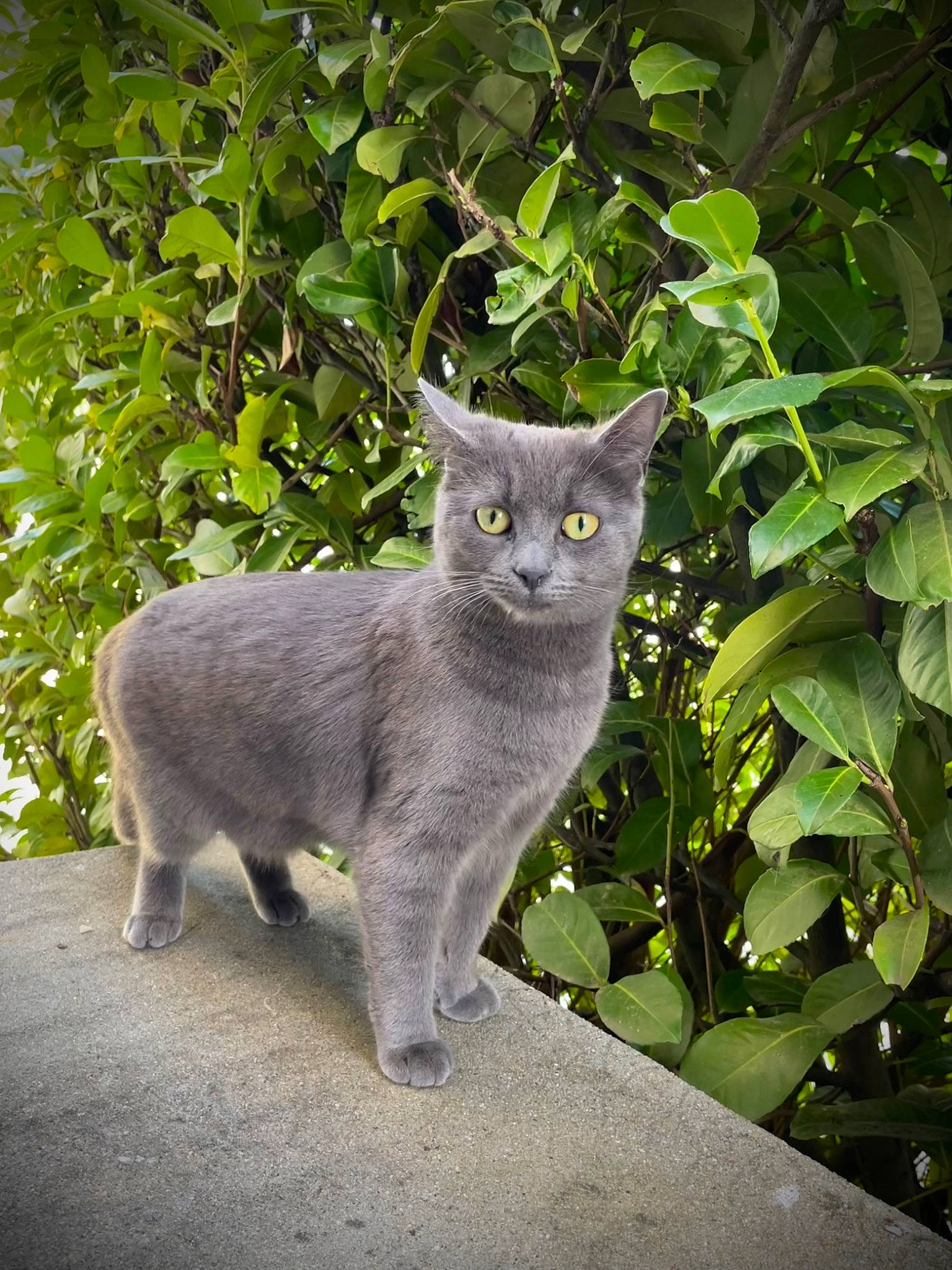 Misty a rejoint le concours — aidez-le/la à gagner de superbes lots ! art, carnivore, cat, domestic_short_haired_cat, electric_blue, eye, felidae, fur, grey, groundcover, plant, russian_blue, sitting, small_to_medium_sized_cats, snout, tail, terrestrial_animal, whiskers