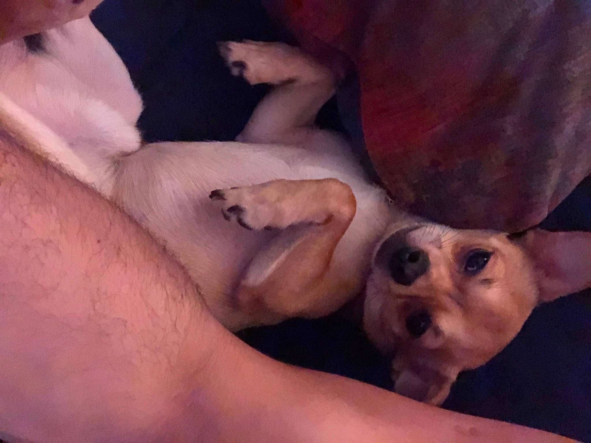 Seth is registered to the contest to win money with this photo: art, carnivore, chest, cloud, companion_dog, dog, dog_breed, ear, fawn, finger, gesture, hand, happy, mouth, muscle, nail, sky, snout, sunglasses, thumb