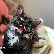 Indy joined the competition — help win amazing prizes! kitten, cat, black_and_white, whiskers, collar, bell, meowing, pet, feline, cute, fluffy, indoor, blanket, cozy, closeup, portrait, animal, young, playful, domestic