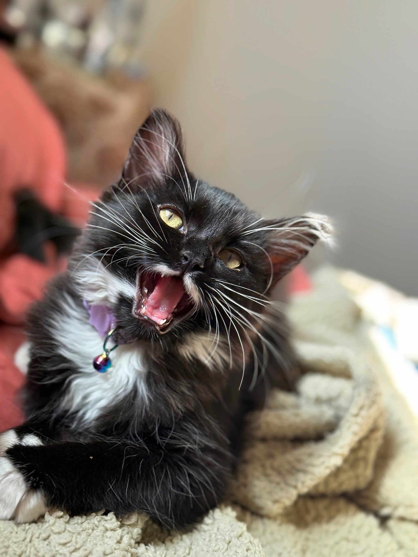 Indy joined the competition — help win amazing prizes! kitten, cat, black_and_white, whiskers, collar, bell, meowing, pet, feline, cute, fluffy, indoor, blanket, cozy, closeup, portrait, animal, young, playful, domestic