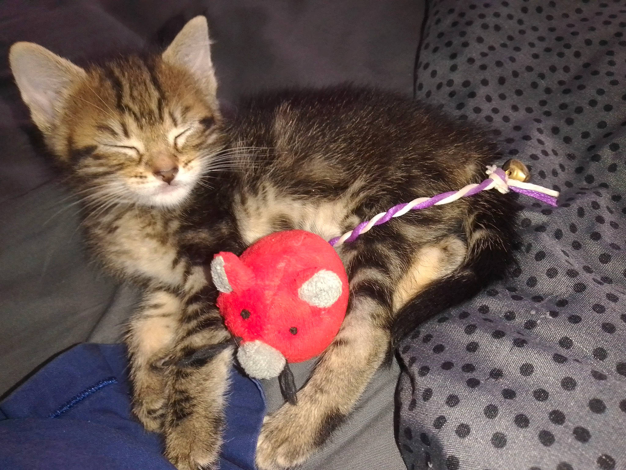 Bebe a rejoint le concours — aidez-le/la à gagner de superbes lots ! carnivore, cat, cat_toy, claw, comfort, domestic_short_haired_cat, fawn, felidae, fur, lap, nap, paw, plush, small_to_medium_sized_cats, snout, stuffed_toy, tail, teddy_bear, toy, whiskers