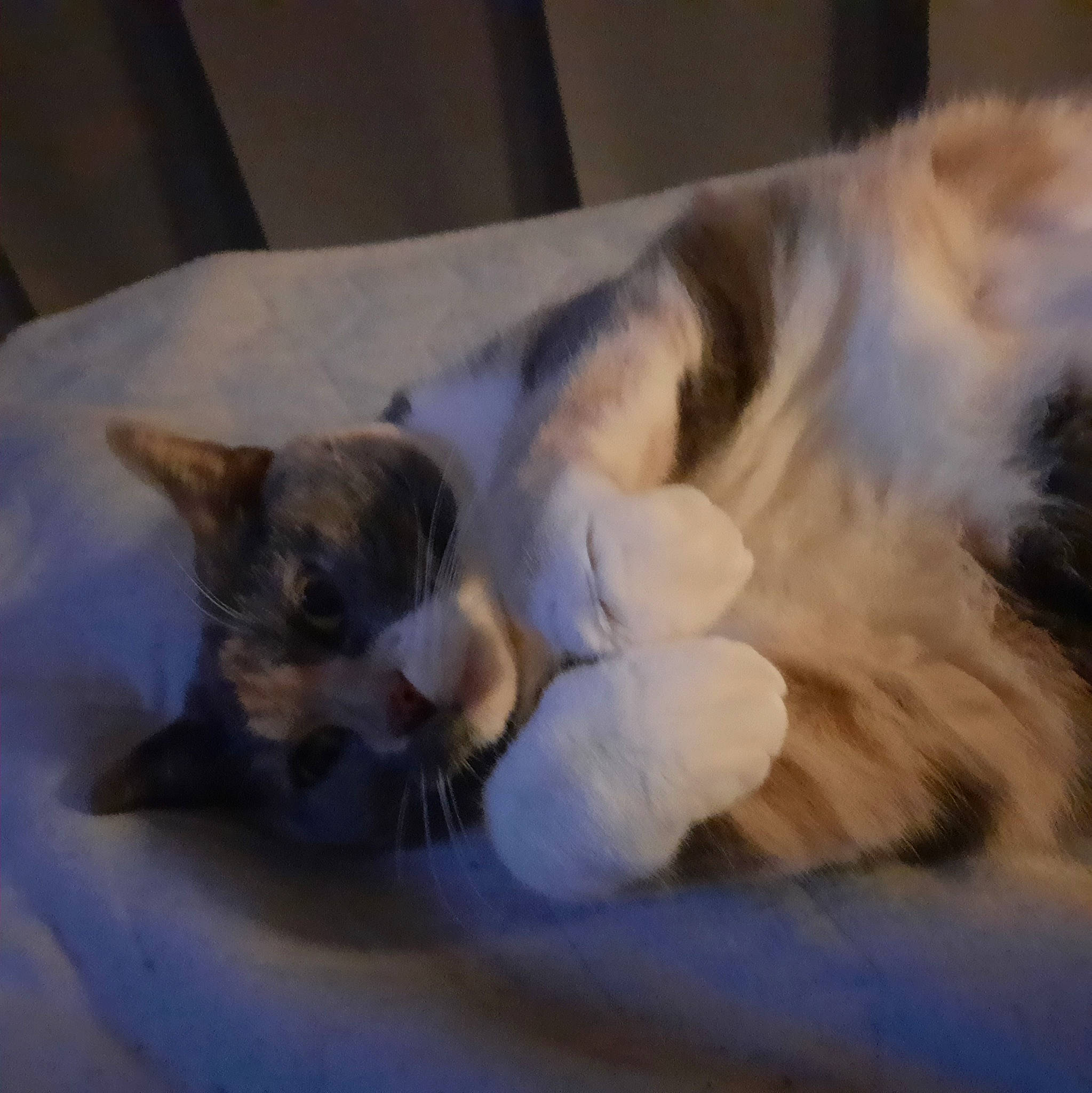 Margote a rejoint le concours — aidez-le/la à gagner de superbes lots ! balinese, carnivore, cat, cat_supply, claw, comfort, companion_dog, dog_breed, domestic_short_haired_cat, fawn, felidae, fur, mammal, paw, small_to_medium_sized_cats, snout, tail, thai, vertebrate, whiskers