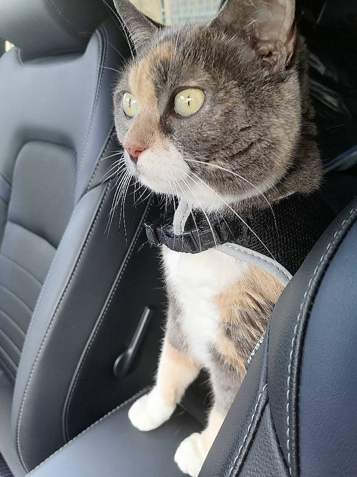 Margote a rejoint le concours — aidez-le/la à gagner de superbes lots ! auto_part, automotive_exterior, automotive_window_part, carnivore, cat, comfort, domestic_short_haired_cat, eye, felidae, fur, human_leg, paw, sitting, small_to_medium_sized_cats, snout, tail, vehicle_door, whiskers, window, windshield