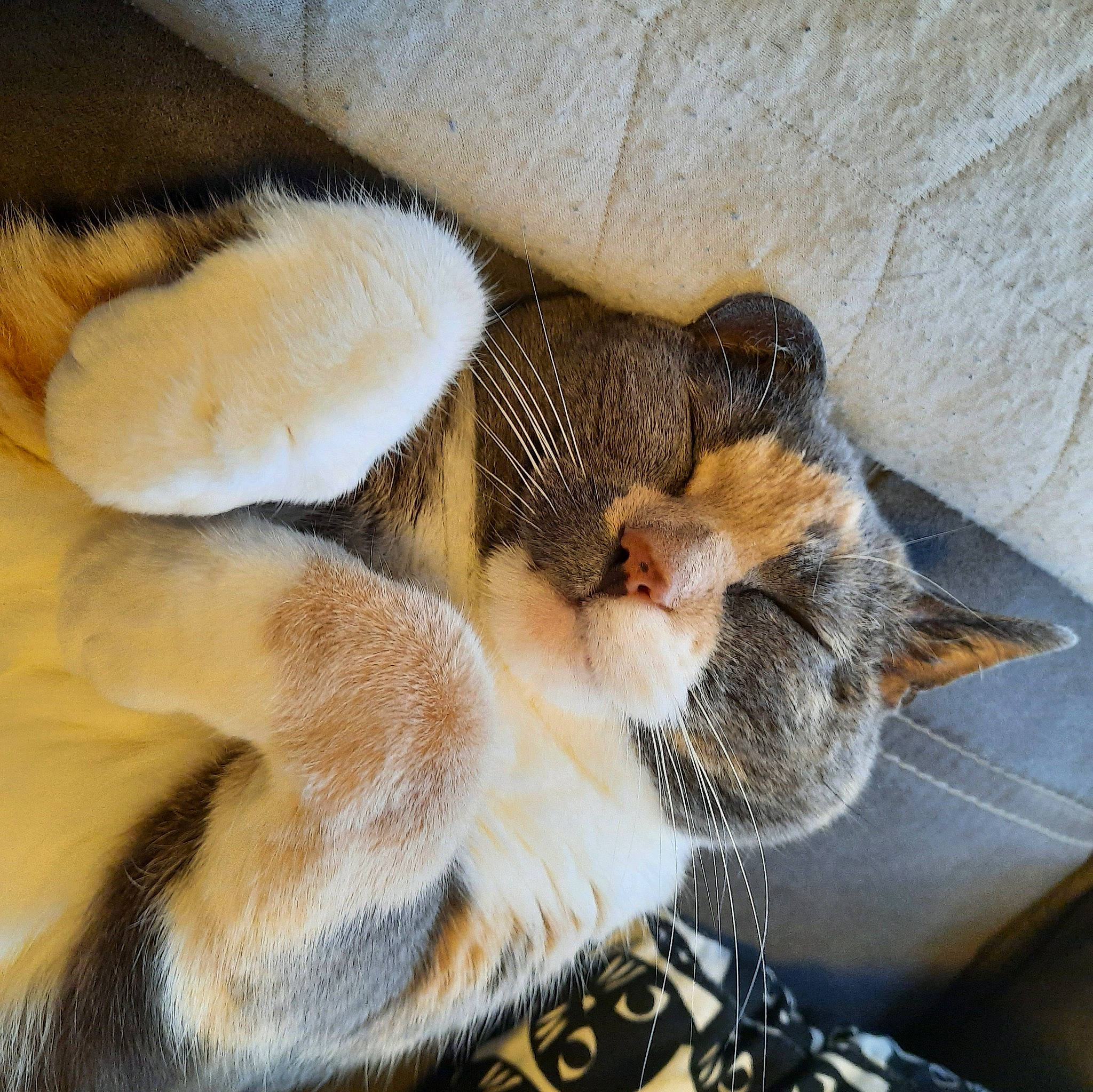 Margote participe au concours pour gagner de l'argent avec cette photo : carnivore, cat, claw, comfort, companion_dog, dog_breed, domestic_short_haired_cat, ear, fawn, felidae, fur, hat, leg, paw, small_to_medium_sized_cats, snout, sporting_group, tail, tree, whiskers