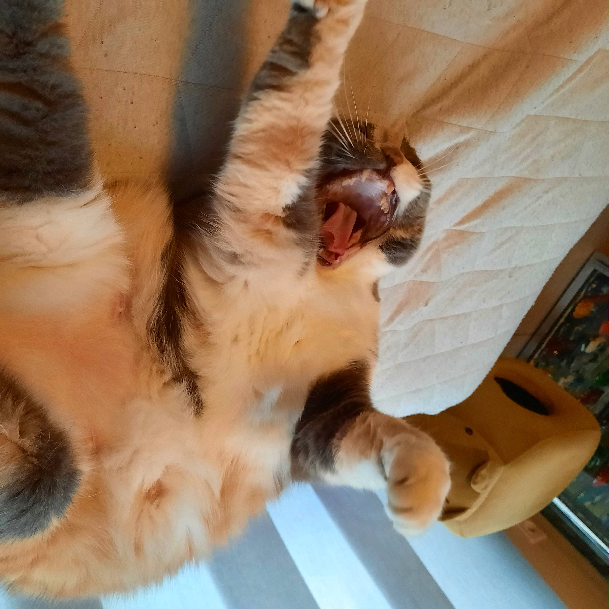 Moumoune a rejoint le concours — aidez-le/la à gagner de superbes lots ! carnivore, cat, claw, comfort, domestic_short_haired_cat, eyelash, fawn, felidae, fur, gesture, paw, small_to_medium_sized_cats, snout, tail, whiskers, wood