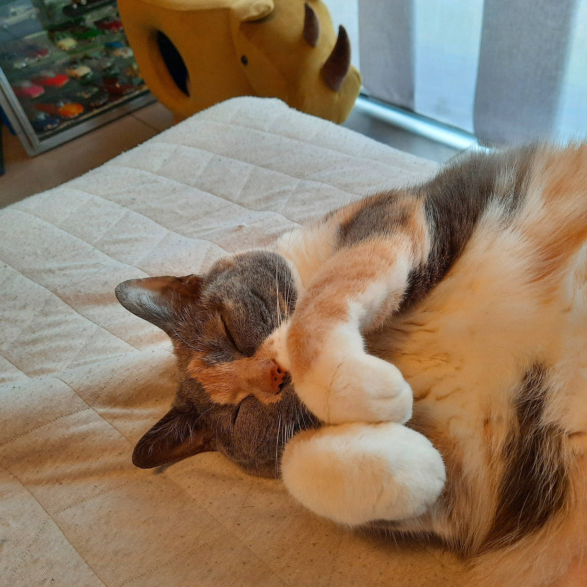 Moumoune a rejoint le concours — aidez-le/la à gagner de superbes lots ! carnivore, cat, claw, comfort, dog_breed, domestic_short_haired_cat, fawn, felidae, flooring, foot, fur, hardwood, human_leg, paw, small_to_medium_sized_cats, tail, terrestrial_animal, toe, whiskers, wood