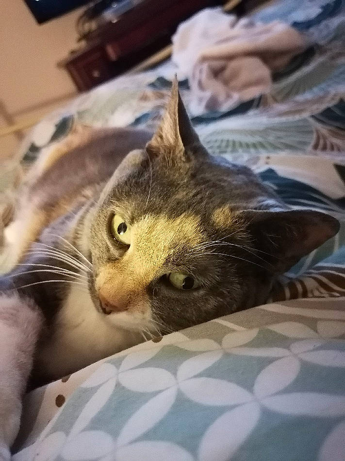 Moumoune a rejoint le concours — aidez-le/la à gagner de superbes lots ! carnivore, cat, claw, comfort, computer_keyboard, domestic_short_haired_cat, felidae, fur, linens, small_to_medium_sized_cats, snout, whiskers