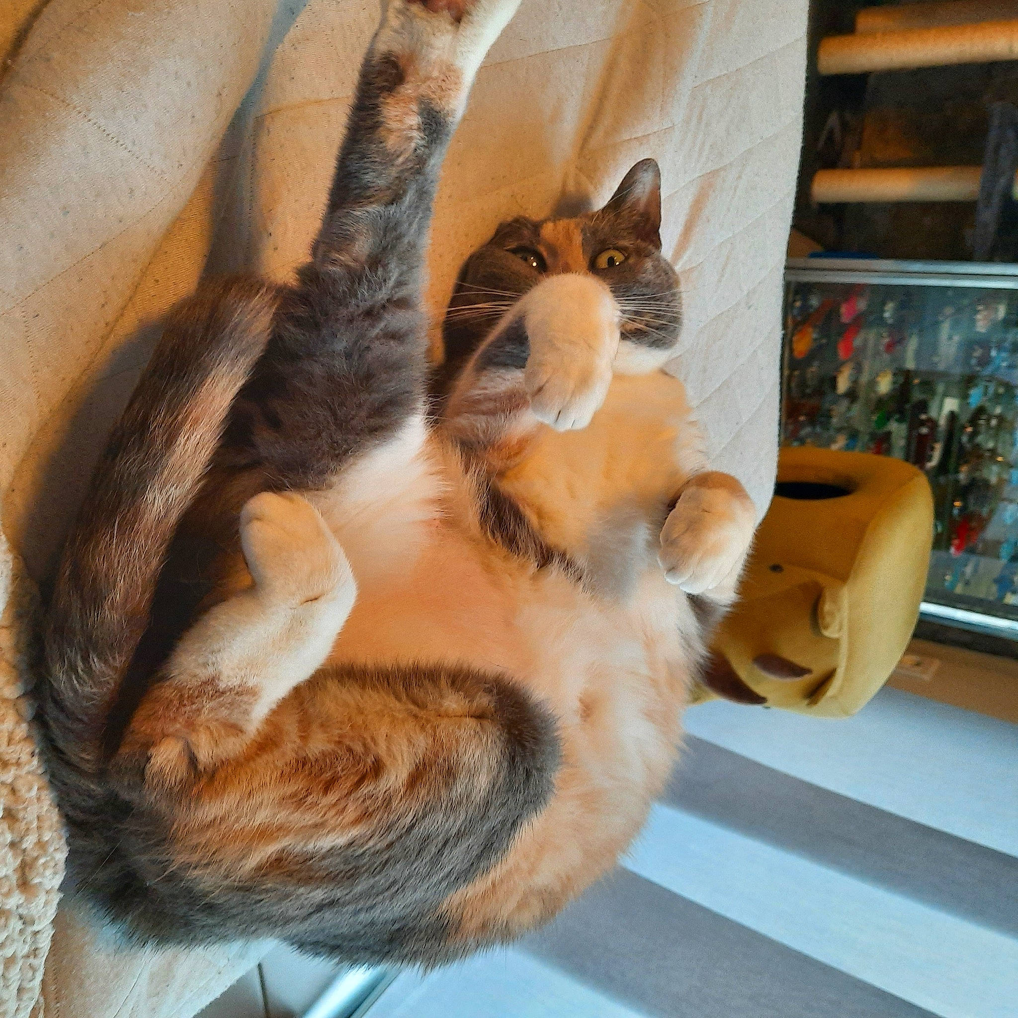 Moumoune a rejoint le concours — aidez-le/la à gagner de superbes lots ! carnivore, cat, claw, comfort, companion_dog, dog_breed, domestic_short_haired_cat, ear, fawn, felidae, fur, gesture, human_leg, nap, paw, small_to_medium_sized_cats, snout, tail, whiskers, wood