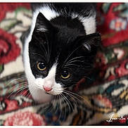 Clairon a rejoint le concours — aidez-le/la à gagner de superbes lots ! kitten, cat, black_and_white, whiskers, eyes, carpet, patterned, curious, pet, animal, indoor, close_up, young, feline, cute, soft, fur, small, mammal, domestic