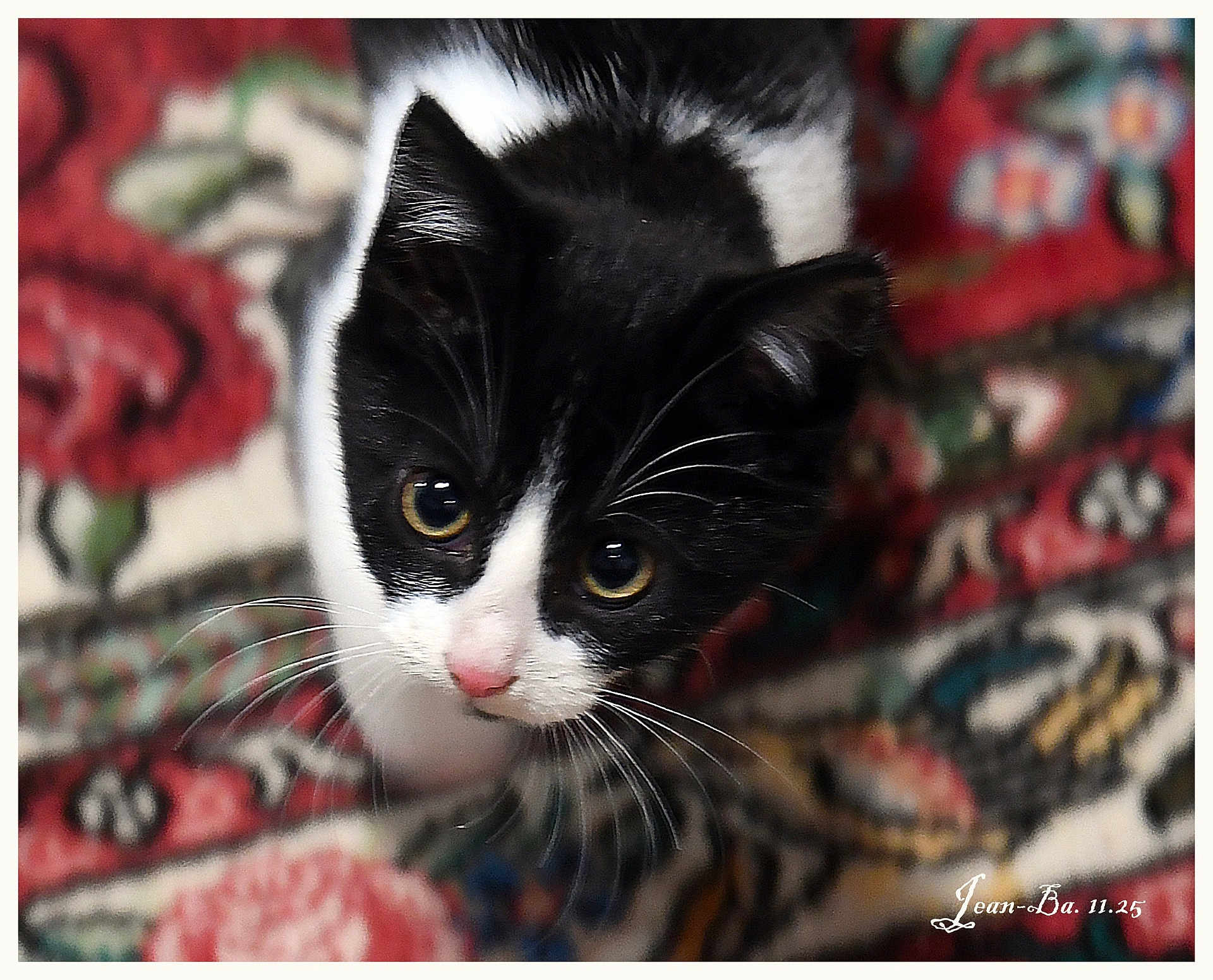 Clairon a rejoint le concours — aidez-le/la à gagner de superbes lots ! kitten, cat, black_and_white, whiskers, eyes, carpet, patterned, curious, pet, animal, indoor, close_up, young, feline, cute, soft, fur, small, mammal, domestic