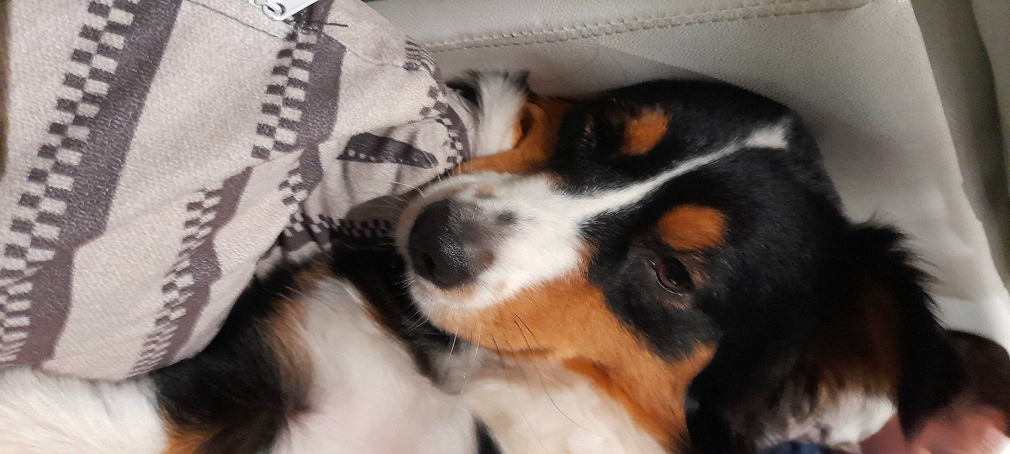 Syna a rejoint le concours — aidez-le/la à gagner de superbes lots ! canidae, carnivore, comfort, companion_dog, dog, dog_breed, fur, pattern, snout, sporting_group, terrestrial_animal, whiskers, working_dog