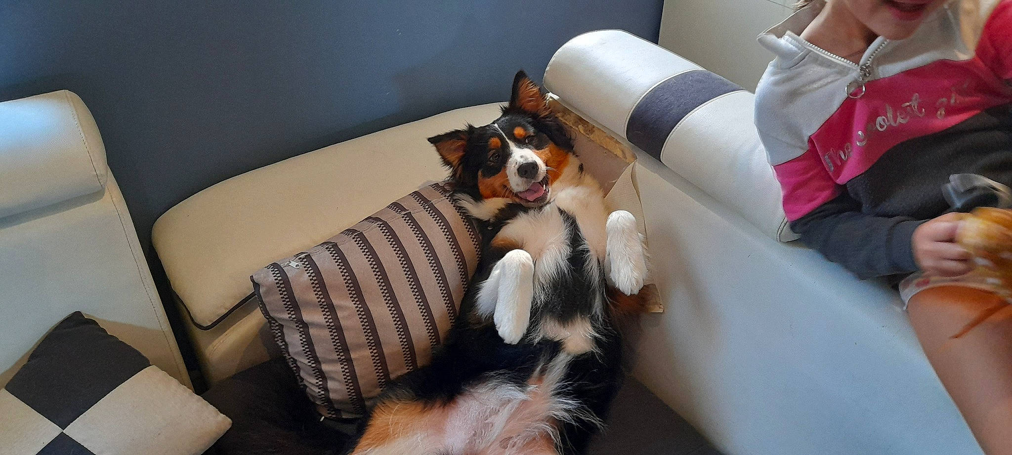 Syna participe au concours pour gagner de l'argent avec cette photo : carnivore, comfort, companion_dog, couch, dog, dog_breed, fawn, felidae, flooring, fur, furniture, human_leg, living_room, pillow, room, small_to_medium_sized_cats, sporting_group, textile, thigh, whiskers