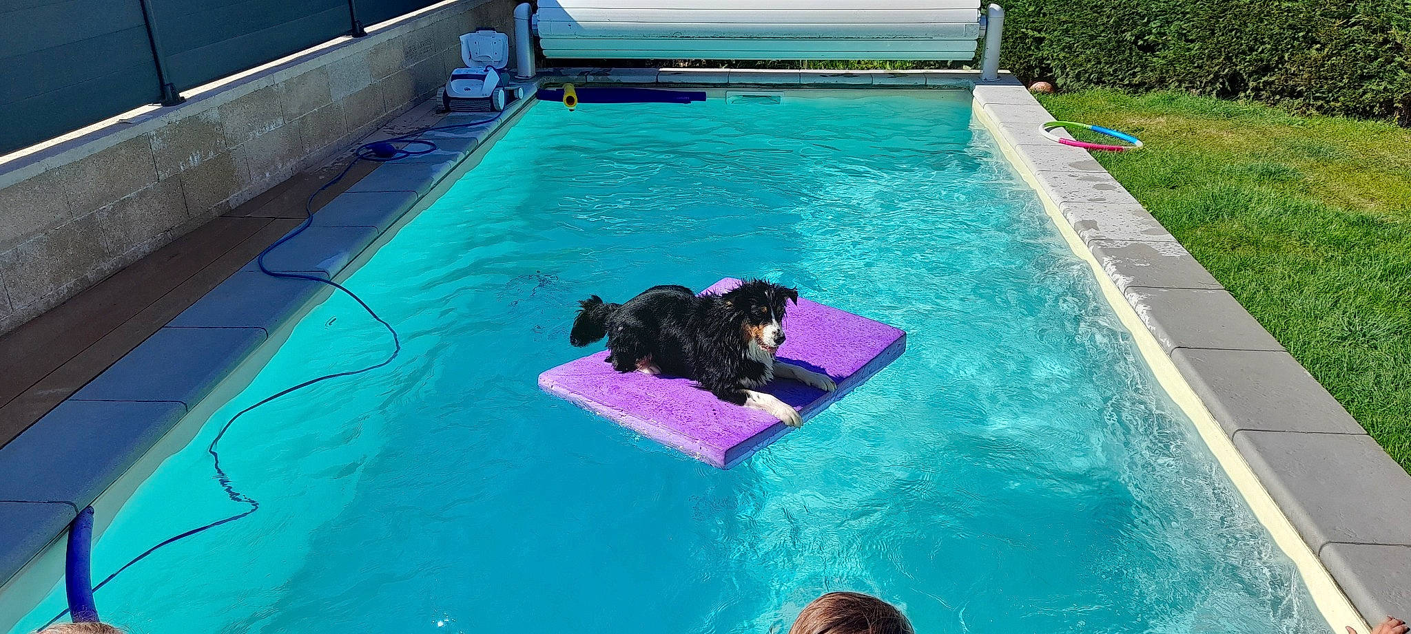 Syna a rejoint le concours — aidez-le/la à gagner de superbes lots ! canidae, carnivore, companion_dog, composite_material, dog, dog_breed, flooring, fun, grass, green, leisure, leisure_centre, plant, recreation, rectangle, resort_town, sporting_group, swimming_pool, vacation, water