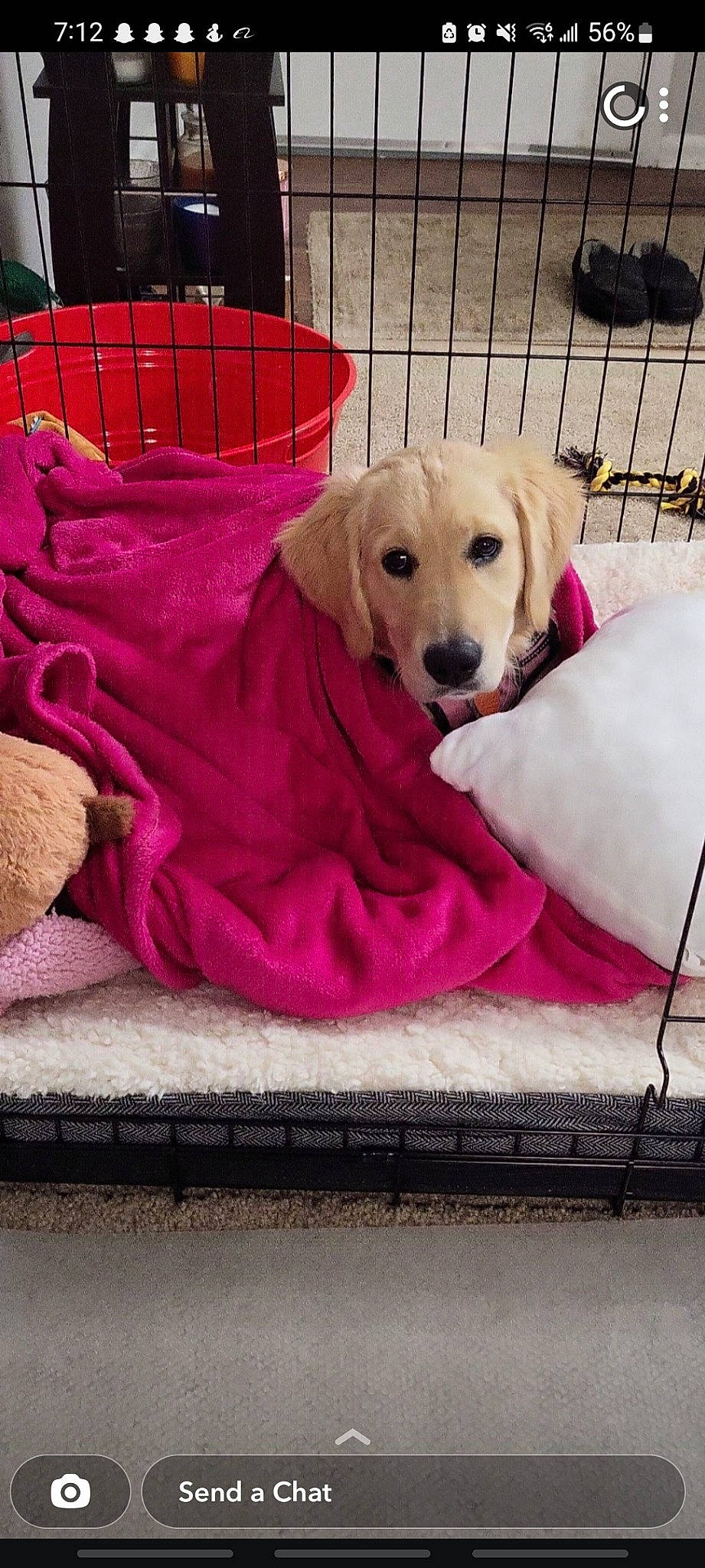 Marbles is registered to the contest to win money with this photo: canidae, carnivore, collar, comfort, companion_dog, dog, dog_breed, dog_supply, fawn, flooring, fur, linens, magenta, pet_supply, pink, plant, sporting_group, studio_couch, tail, working_animal