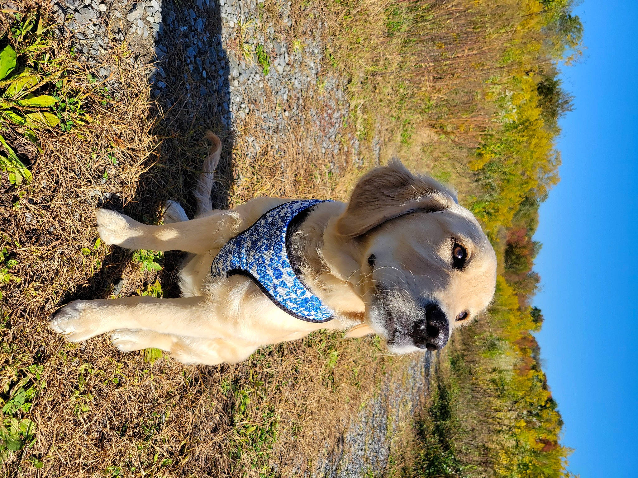 Marbles is registered to the contest to win money with this photo: adventure, canidae, carnivore, companion_dog, dog, dog_breed, electric_blue, fawn, grass, landscape, plant, recreation, sky, snout, sporting_group, tail, tree, trunk, wildlife, working_animal