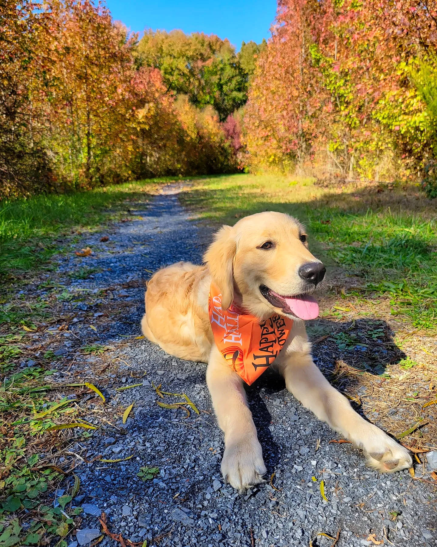 Marbles joined the competition — help win amazing prizes! bank, carnivore, companion_dog, dog, dog_breed, fawn, forest, grass, happy, landscape, natural_landscape, people_in_nature, plant, retriever, sky, sporting_group, sunlight, tree, walking, water