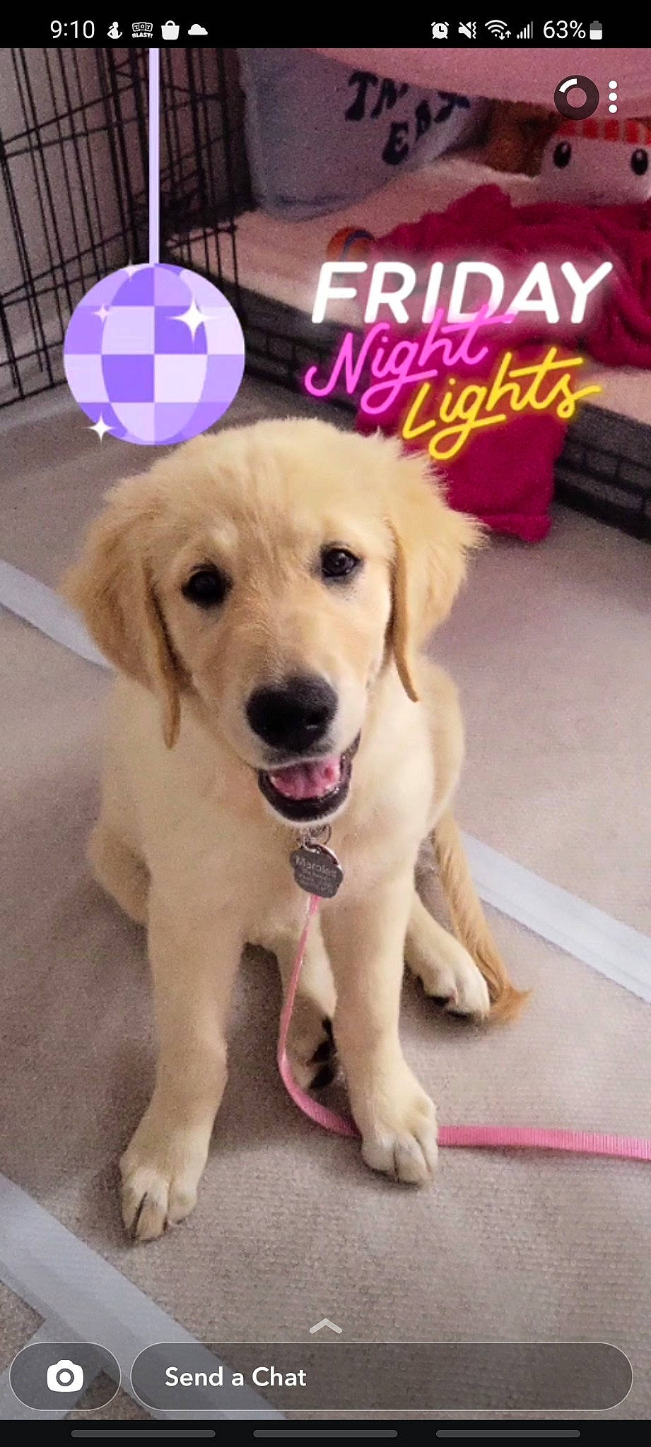 Marbles joined the competition — help win amazing prizes! canidae, carnivore, collar, companion_dog, dog, dog_breed, dog_supply, door, fashion_accessory, fawn, floor, flooring, fur, logo, paw, pet_supply, photo_caption, snout, sporting_group, working_animal