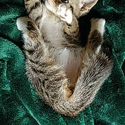 Willow joined the competition — help win amazing prizes! kitten, cat, tabby, pet, animal, feline, fur, whiskers, paws, blanket, green, cute, playful, young, sleeping, domestic, soft, cozy, resting, indoor