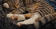 Willow is registered to the contest to win money with this photo: animal, blanket, cat, comfort, cozy, cute, domestic_cat, fur, home, indoor, nap, pet, pillow, relaxed, resting, sleeping, soft, striped, tabby_cat, whiskers