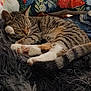 animal, blanket, cat, comfort, cozy, cute, domestic_cat, fur, home, indoor, nap, pet, pillow, relaxed, resting, sleeping, soft, striped, tabby_cat, whiskers